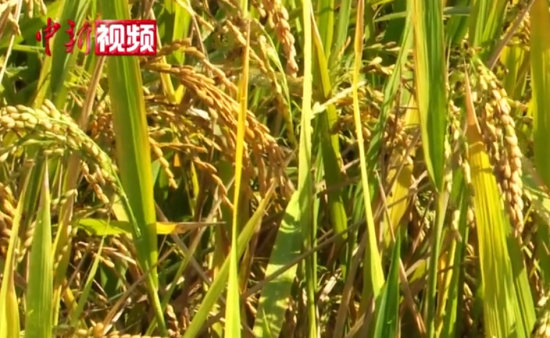 �����w�}ӭ�S�� �����f��ʾ��Ƭ�ո�æ(ҕ�l)